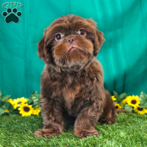 Goose, Shih Tzu Puppy