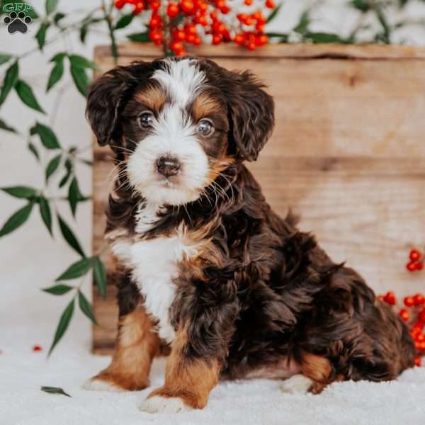 Ruby, Mini Bernedoodle Puppy