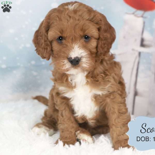 Scout, Cavapoo Puppy