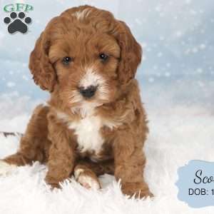 Scout, Cavapoo Puppy