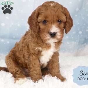 Scout, Cavapoo Puppy