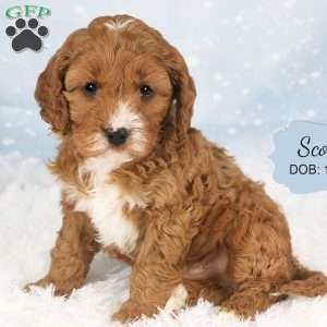 Scout, Cavapoo Puppy