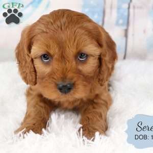 Serena, Cavapoo Puppy