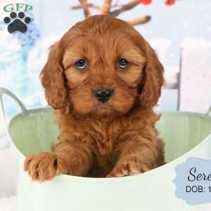 Serena, Cavapoo Puppy