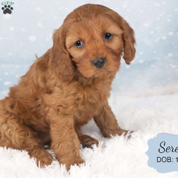 Serena, Cavapoo Puppy