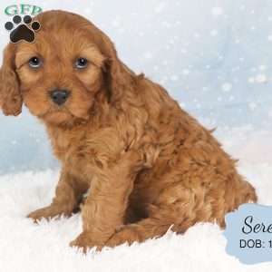 Serena, Cavapoo Puppy