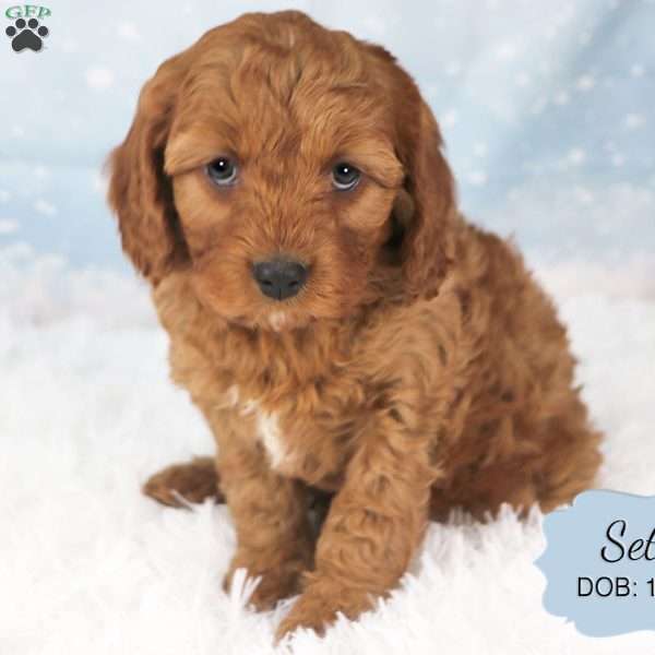 Seth, Cavapoo Puppy