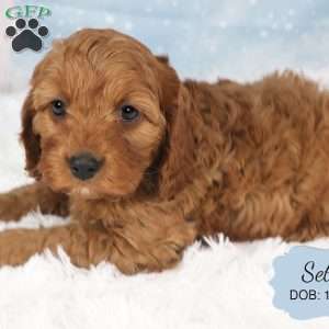 Seth, Cavapoo Puppy