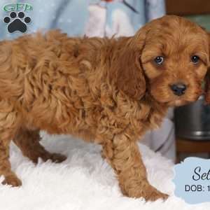 Seth, Cavapoo Puppy