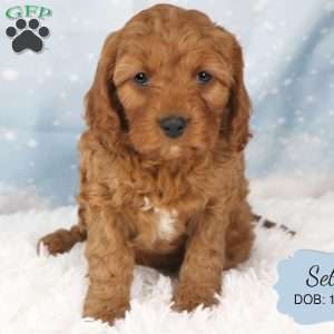 Seth, Cavapoo Puppy