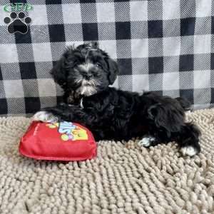 Sheila, Mini Schnoodle Puppy