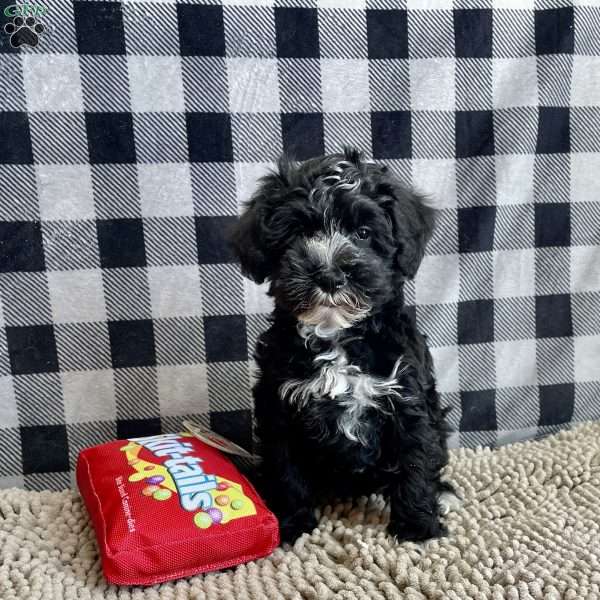 Sheila, Mini Schnoodle Puppy