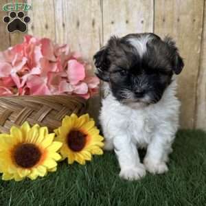 Chevelle, Shih-Poo Puppy