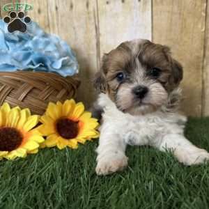 Wrangler, Shih-Poo Puppy