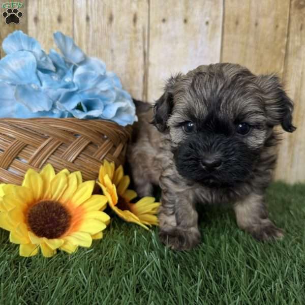 Ford, Shih-Poo Puppy