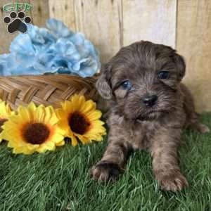 Chevy, Shih-Poo Puppy