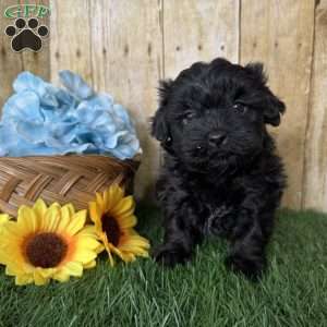 Bronco, Shih-Poo Puppy