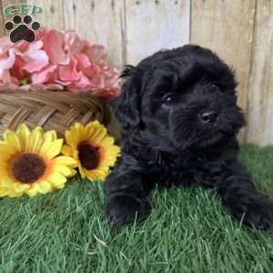 Licorice, Shih-Poo Puppy