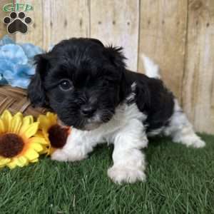 Oreo, Shih-Poo Puppy