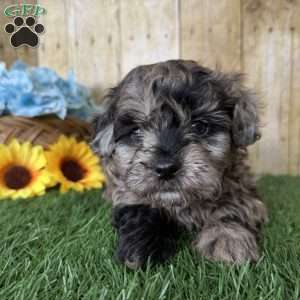 Snickers, Shih-Poo Puppy