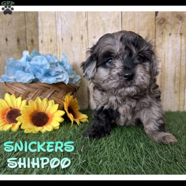 Snickers, Shih-Poo Puppy