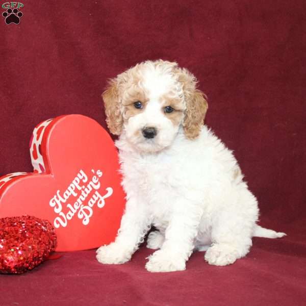 Bingo, Mini Goldendoodle Puppy