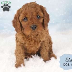 Stacy, Cavapoo Puppy