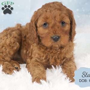 Stacy, Cavapoo Puppy