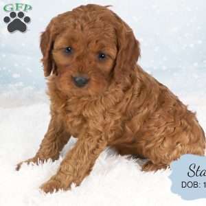 Stacy, Cavapoo Puppy