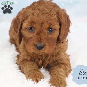 Stacy, Cavapoo Puppy