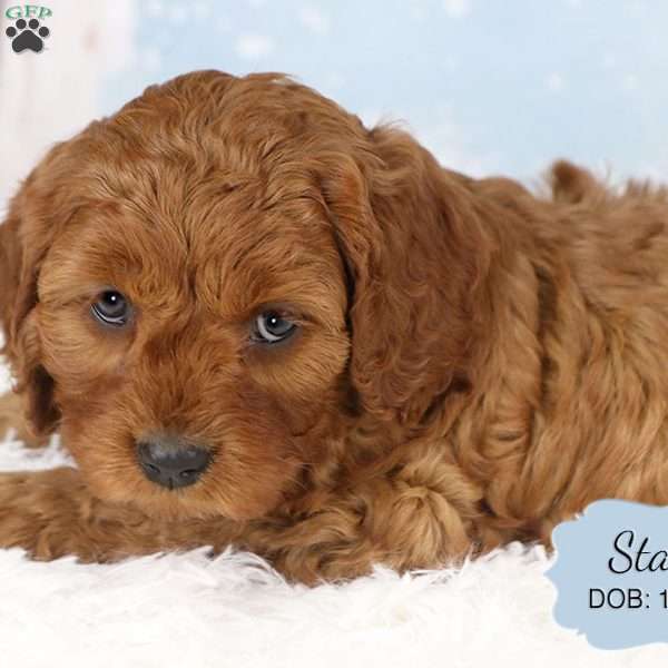 Stacy, Cavapoo Puppy