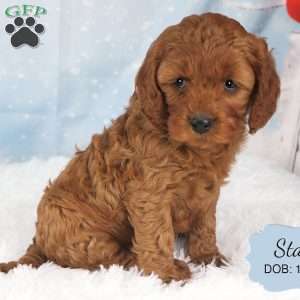 Stan, Cavapoo Puppy