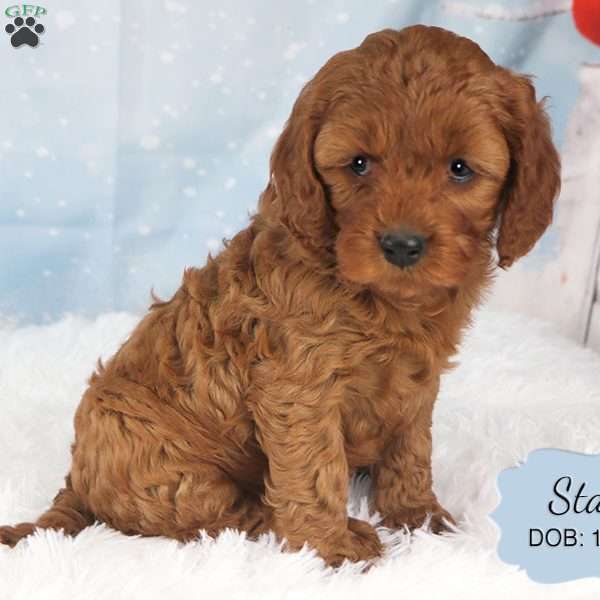 Stan, Cavapoo Puppy