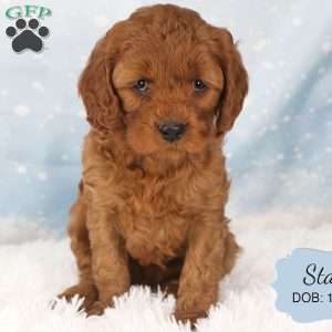 Stan, Cavapoo Puppy