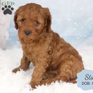 Stan, Cavapoo Puppy