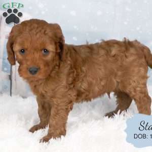 Stan, Cavapoo Puppy