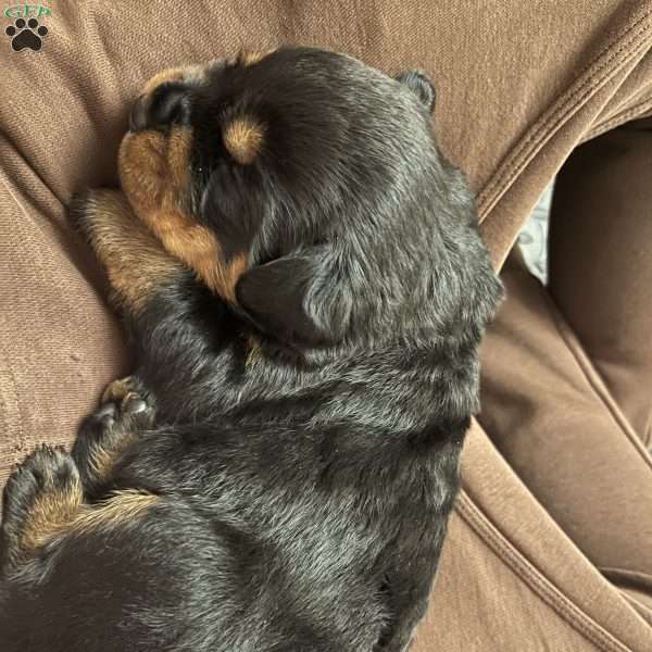 Gambit, Rottweiler Puppy