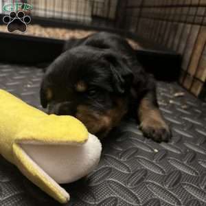 Colossus, Rottweiler Puppy