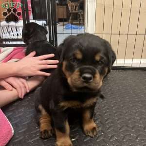 Mystique, Rottweiler Puppy