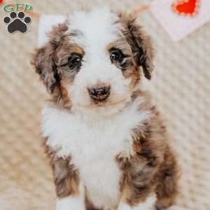 Terry, Mini Bernedoodle Puppy