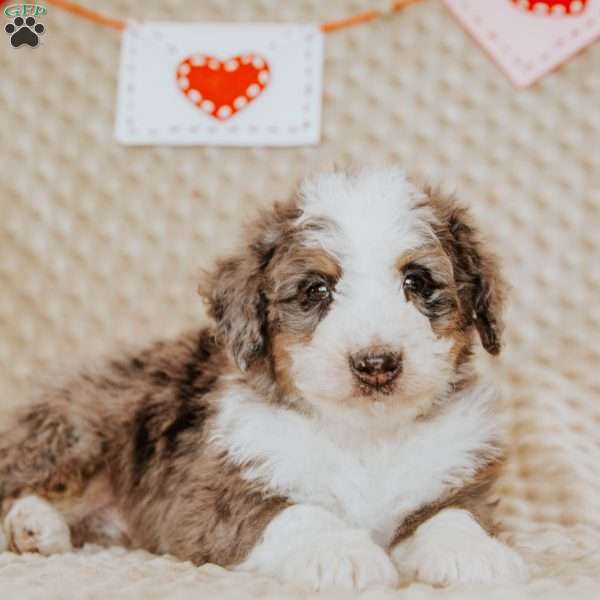 Terry, Mini Bernedoodle Puppy