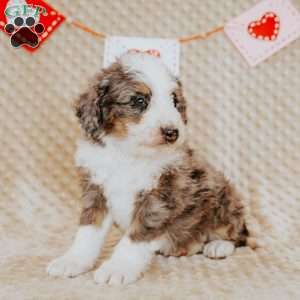 Terry, Mini Bernedoodle Puppy