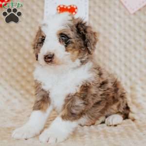 Terry, Mini Bernedoodle Puppy