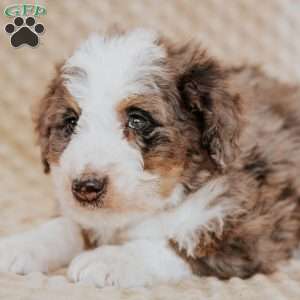 Terry, Mini Bernedoodle Puppy