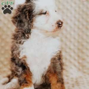 Tigger, Mini Bernedoodle Puppy