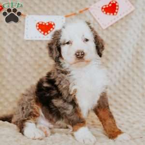 Tigger, Mini Bernedoodle Puppy