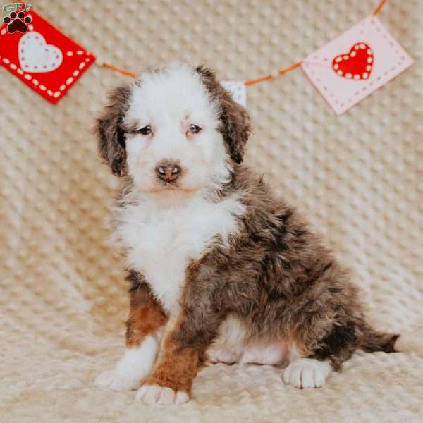 Tigger, Mini Bernedoodle Puppy