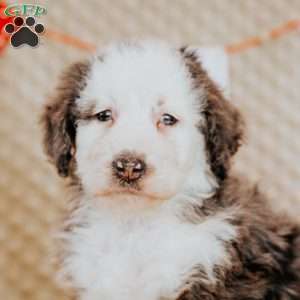 Tigger, Mini Bernedoodle Puppy