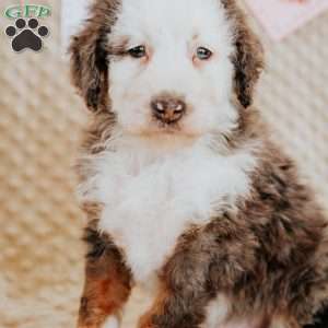 Tigger, Mini Bernedoodle Puppy