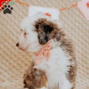 Tina, Mini Bernedoodle Puppy